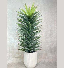 Piante con vaso