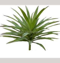 Piante (senza vaso)